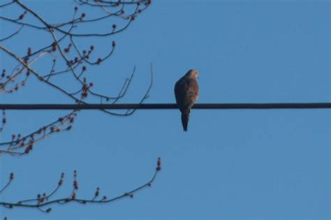 Mourning Dove From Oil City Pa 16301 Usa On February 19 2024 At 09