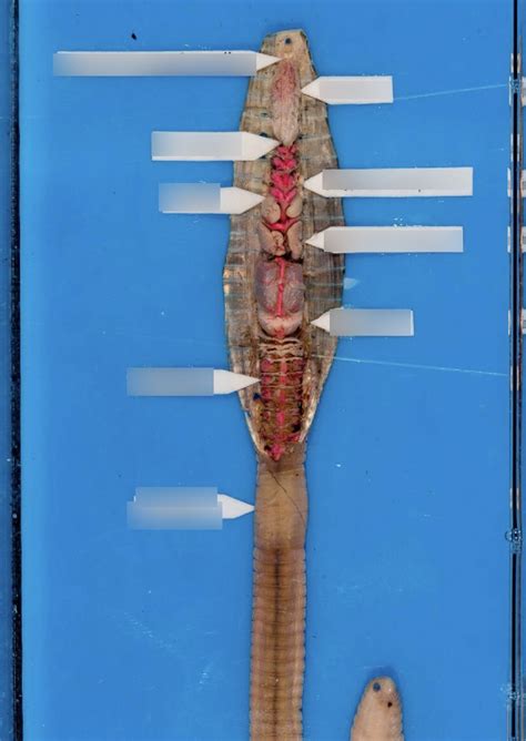 PHYLUM ANNELIDA EARTHWORM ANATOMY Diagram Quizlet