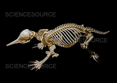 Short-beaked Echidna Skeleton | Stock Image - Science Source Images