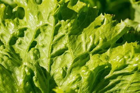 Green Leafed Plant Salad Iceberg Lettuce Lettuce Leaves Structure