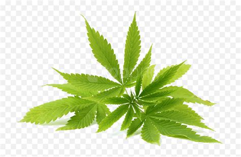 Real Weed Leaf Png Neem Oil Neem Leaf Png Cannabis Leaf Png Free