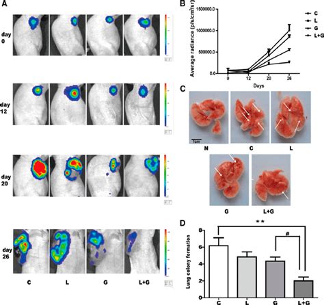 Effects Of Enoxaparin L In Combination With Gefitinib G On