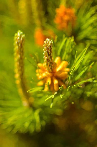 Pine Tree Flower Stock Photos Royalty Free Pine Tree Flower Images