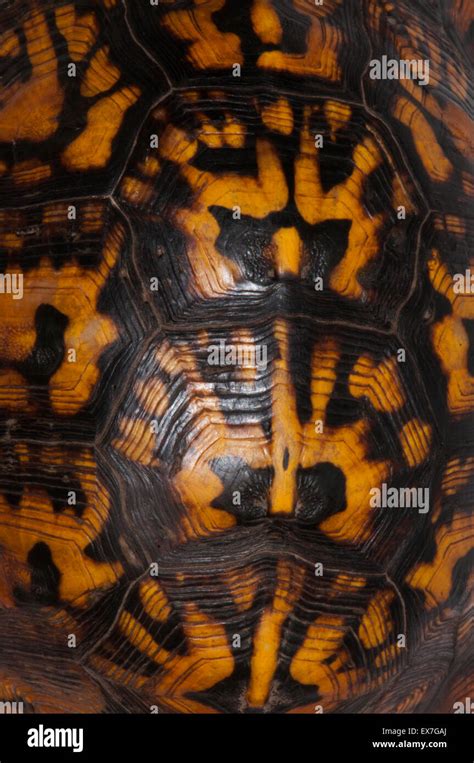 Tortoise shell pattern hi-res stock photography and images - Alamy