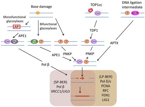 What Is Base Excision Repair Pathway Easybiologyclass Images And