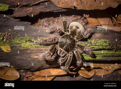 Goliath tarantula hi-res stock photography and images - Alamy