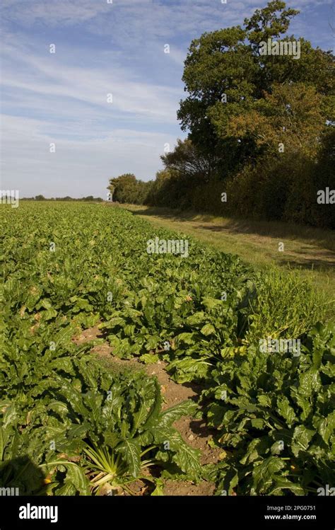 Sugar Beet Field With Solid Lateral A Crop Of Beta Vulgaris Is A