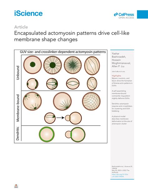 (PDF) Encapsulated actomyosin patterns drive cell-like membrane shape ... 