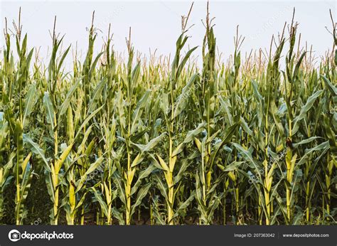 Green Corn Plant Corn Field Stock Photo By ©linux1987 207363042