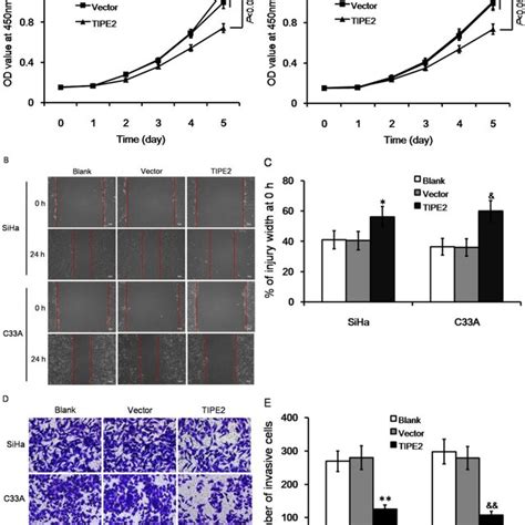 Effect Of Tipe Level On Biological Characteristics Of Cervical Cancer