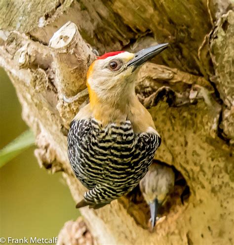 Hoffmann S Woodpecker Male Melanerpes Hoffmannii At Nest Flickr