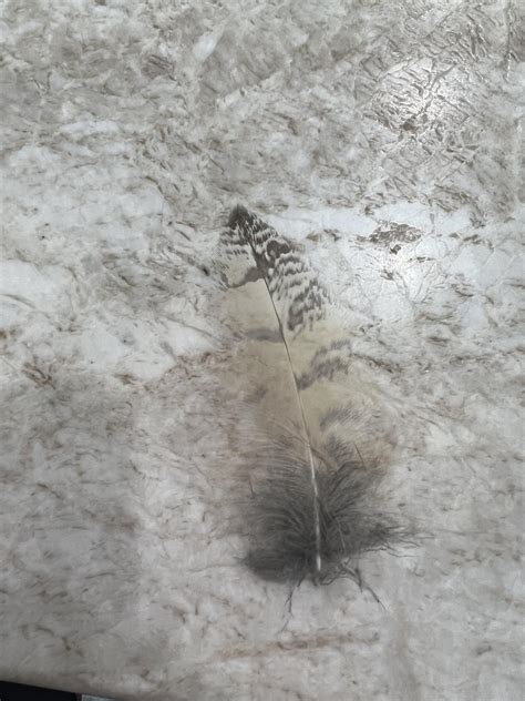 Feather identification? : r/whatisthisanimal