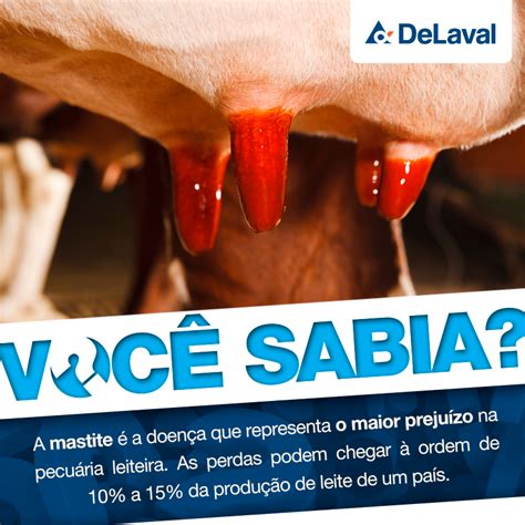 Para Saber Como Prevenir A Mastite Em Sua Fazenda Confira O Link A