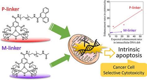 Dna 靶标在具有 Dna 靶标配体缀合物的二铜复合物对癌细胞选择性细胞毒性中的作用acs Omega X Mol