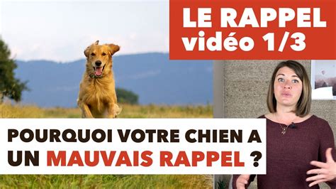 POURQUOI MON CHIEN NE REVIENT PAS QUAND JE L APPELLE YouTube