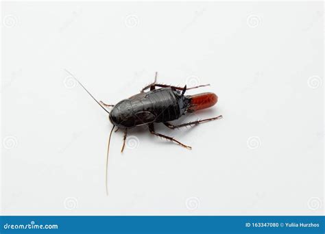 Red Pregnant Cockroach with an Egg, on a White Isolated Background ...