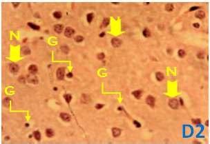 Fig. D1. Histological demonstration of the hippocampus using the H&E ... 