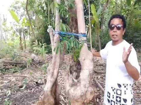 Review Pohon Pule Bonggol Besar Super Murah Di Kelasnya Youtube