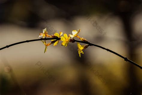 Winter Jasmine A Yellow | PSD Backgrounds Free Download - Pikbest