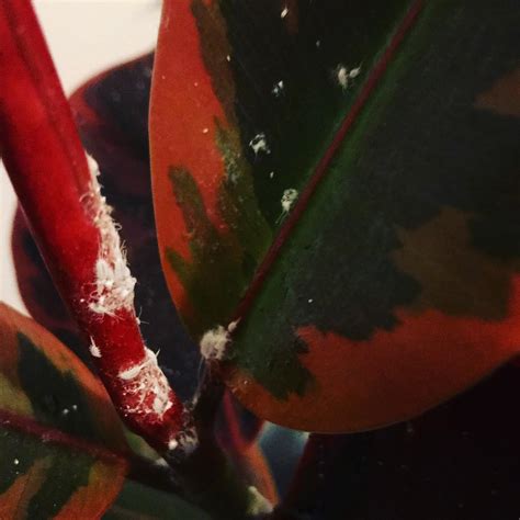 Why Ladybirds are great for your garden and how to attract them!