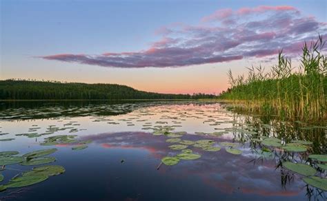 Free Images Landscape Sea Tree Marsh Wilderness Shore Pond