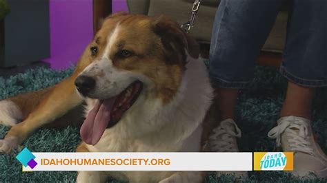 Idaho Today: Pet Talk with Idaho Humane Society | ktvb.com