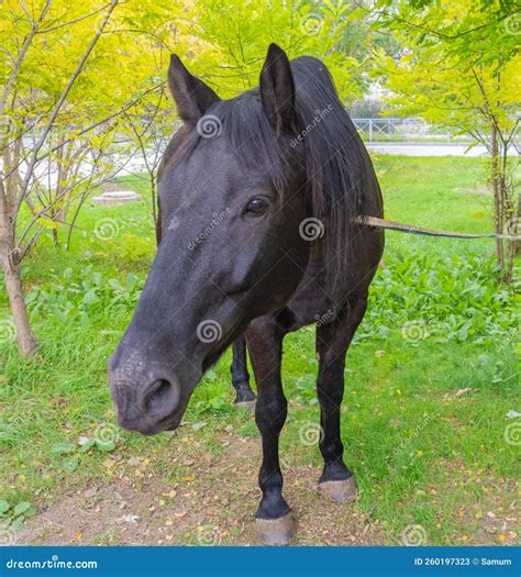 Portrait of a black horse stock image. Image of equine - 260197323