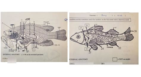 Perch Anatomy and Physiology Diagram | Quizlet