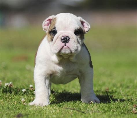 English Bulldog puppy dog for sale in Wakefield, Massachusetts