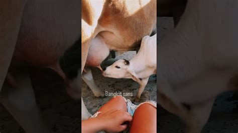 Sapi Marah Ketiduran Sampai Mimpi Minum Susu Sapi Hewan Lucu Viral