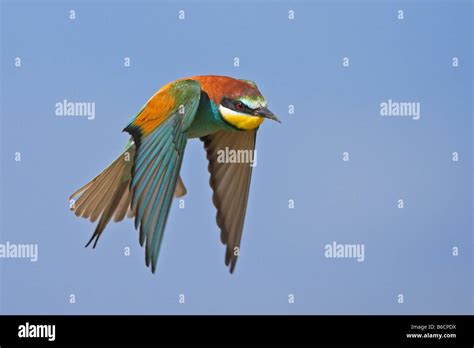 Close Up Of European Bee Eater Merops Apiaster In Flight Stock Photo