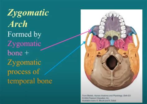Zygomatic Arches Anatomy And Positioning Flashcards Quizlet