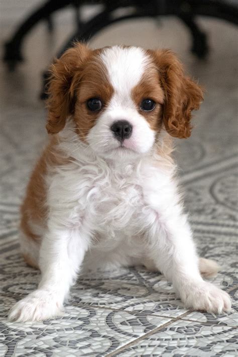 Cachorros De Cavalier King Charles Spaniel Fotos Y Datos Curiosos