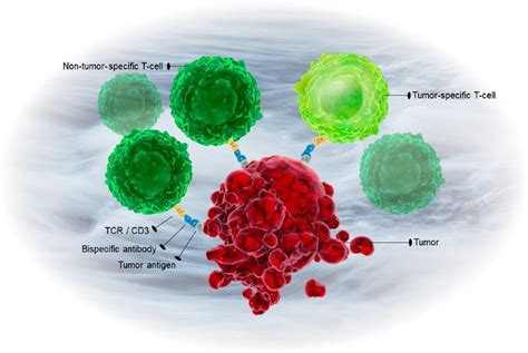 T Cell Redirection T Cell Redirecting Therapies Are Bispecific