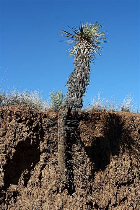 Yucca Plant Root