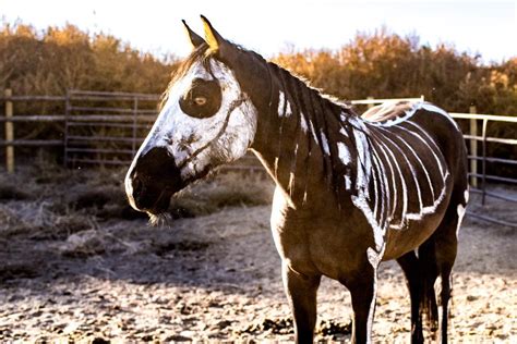 The Spooky Horse Your Horse Farm