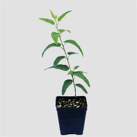 Lemon Bush Eucalyptus Plants For Sale The Growers Exchange