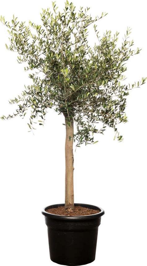 Olijfboom Olea Europaea D H Cm Aanbieding Bij Intratuin