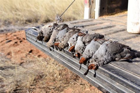 Arizona Quail Hunting Guides | Dave Brown Outfitters - Fly-Fishing