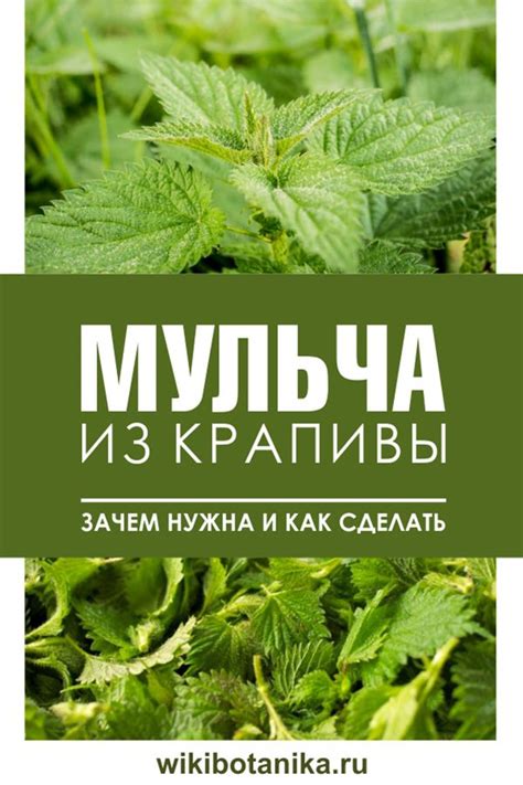 Мульча из крапивы. Зачем нужна и как сделать | Экологичный сад ...