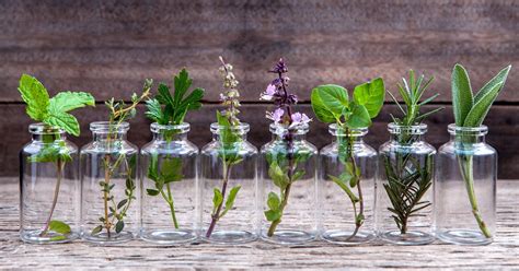 Plantes Dint Rieur Qui Fleurissent Facilement La Maison