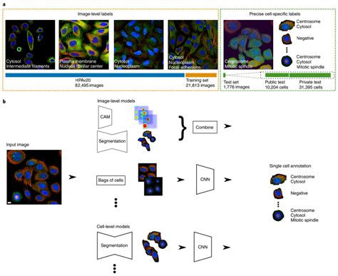 Nat Methods 单细胞分类比赛 获奖模型可深入注释亚细胞组学 知乎