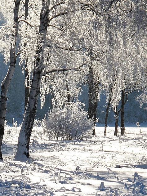 Онлайн пазл «Заснеженные берёзы»