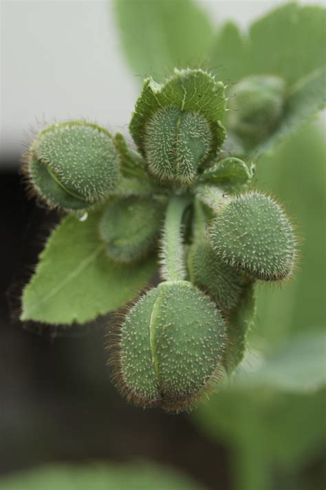 Papaver Meconopsis Betonicifolia Bartho Van Der Linden Flickr