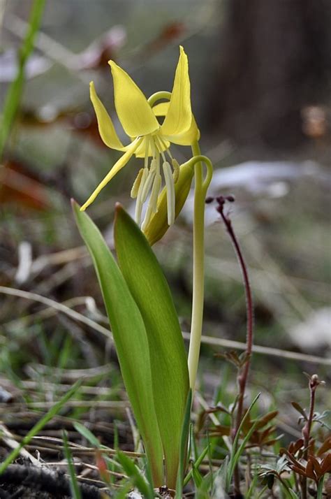 Discover Edible Herbs Wildflowers In Washington State