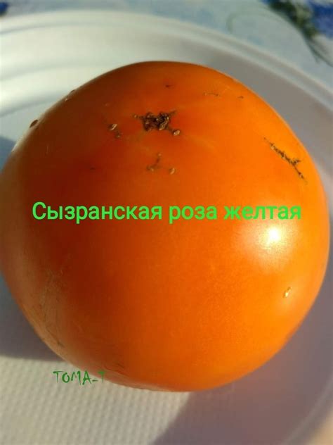 Томат Сызранская Роза желтая, 5 семян | Дачная Коллекция