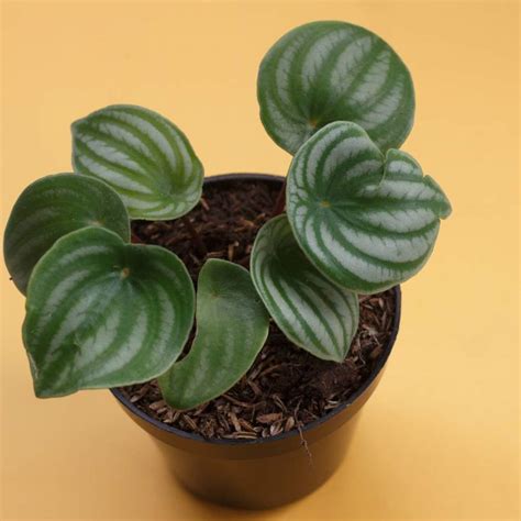 Peperomia cuidados tipos y características