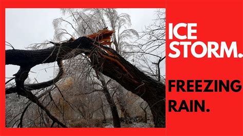 Ice Storm Vs Trees Freezing Rain In Action Extreme Weather