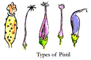 Observe the different types of pistil drawn below. - Sarthaks eConnect | Largest Online ...