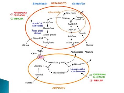 Diapositivas Bioquimica Iii Segmento Biosintesis De Acidos Grasos